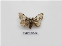 藏品(蓬萊曼蠶舟蛾)的圖片